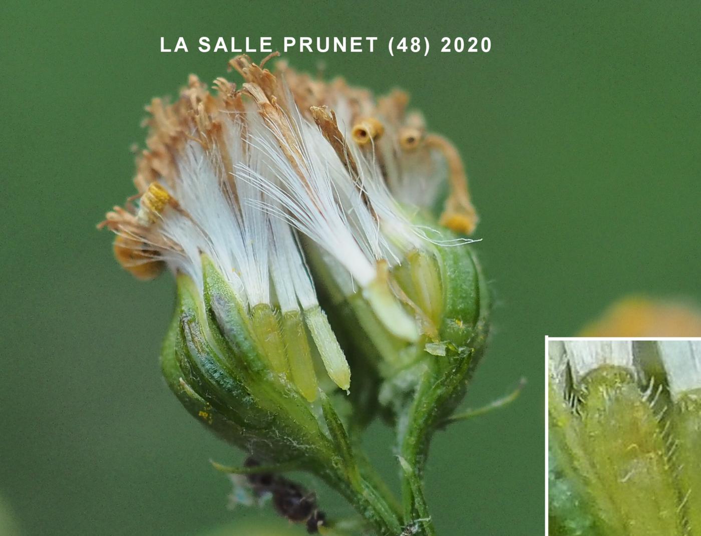 Ragwort, Hoary fruit